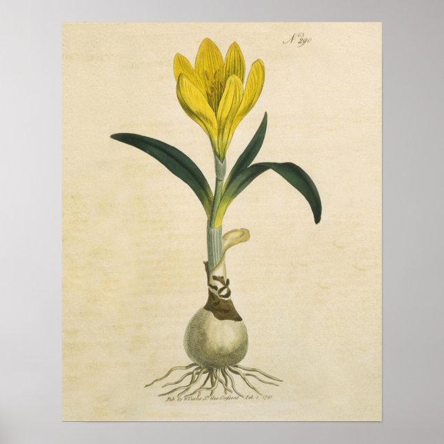 Amaryllis Tulip Botanischer Garten Blume Poster (Vorne)