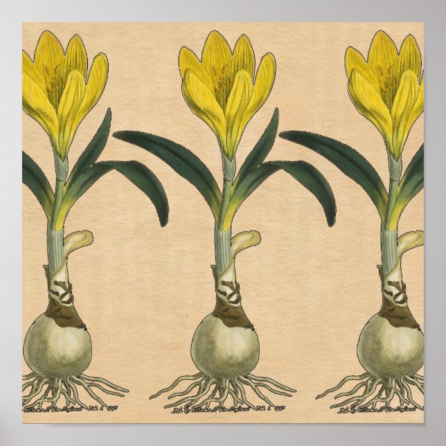 Amaryllis Tulip Botanischer Garten Blume Poster (Vorne)