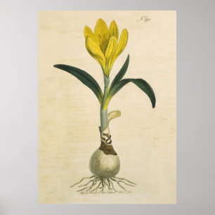 Amaryllis Tulip Botanischer Garten Blume Poster