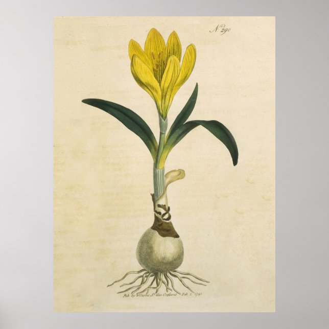 Amaryllis Tulip Botanischer Garten Blume Poster (Vorne)