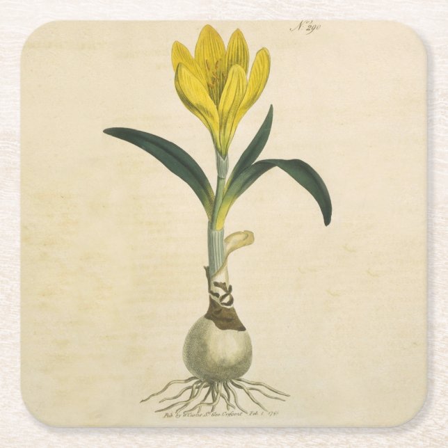 Amaryllis Tulip Botanischer Garten Blume Rechteckiger Pappuntersetzer (Vorderseite)