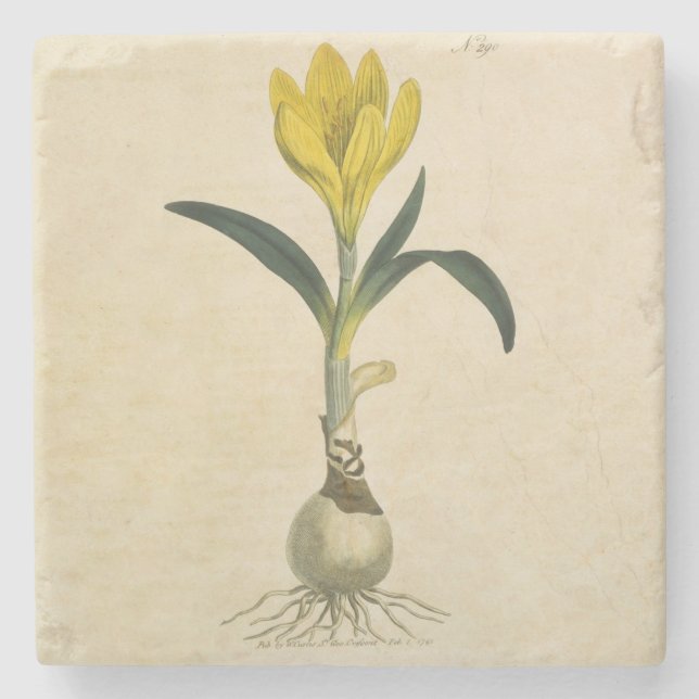 Amaryllis Tulip Botanischer Garten Blume Steinuntersetzer (Vorderseite)