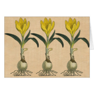 Amaryllis Tulip Jardin Botanique Fleur