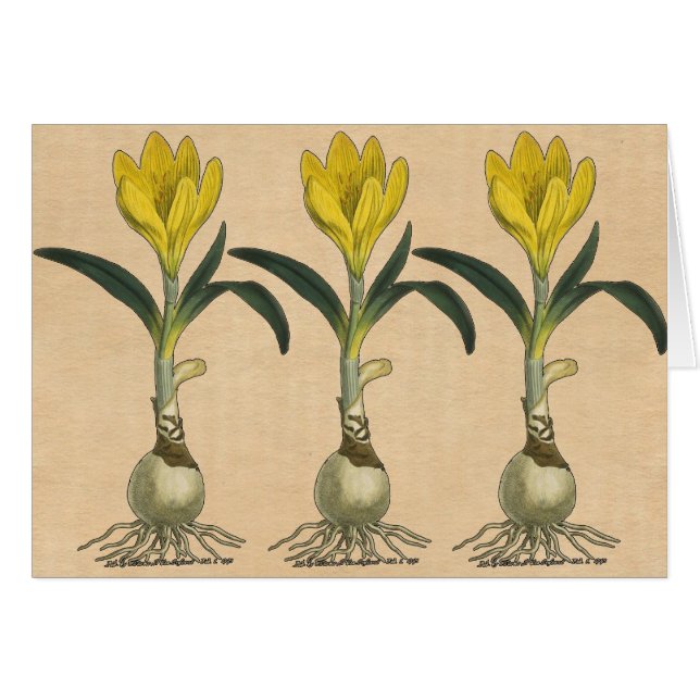 Amaryllis Tulip Jardin Botanique Fleur (Devant horizontal)