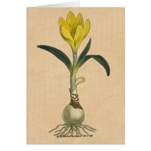 Amaryllis Tulip Jardin Botanique Fleur