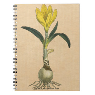 Amaryllis-Tulpe-Botanischer Garten-Blume Notizblock