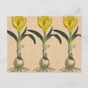 Amaryllis-Tulpe-Botanischer Garten-Blume Postkarte