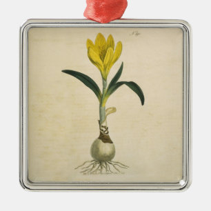 Amaryllis-Tulpe-Botanischer Garten-Blume Silbernes Ornament