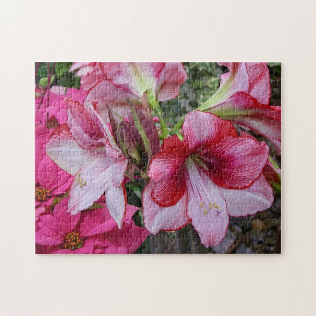 Amaryllis und Poinsettia Rote Blume (Horizontal)