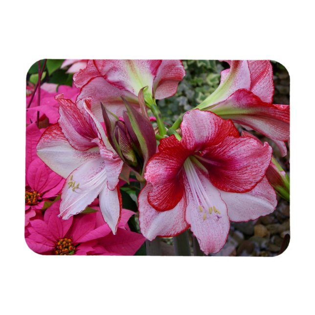 Amaryllis und Poinsettia Rote Blume Magnet (Horizontal)