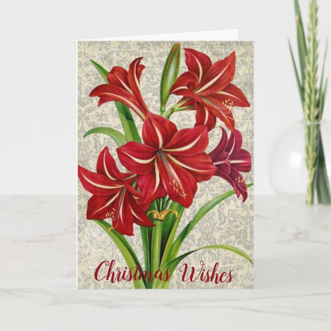 Amaryllis, Weihnachtswünsche. Feiertagskarte (Vorderseite)