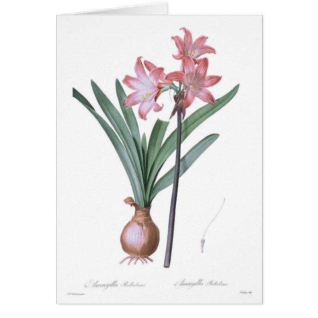 Amaryllistollkirsche (Vorne)