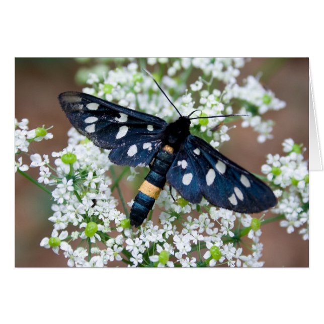 Amata phegea (Vorderseite (Horizontal))