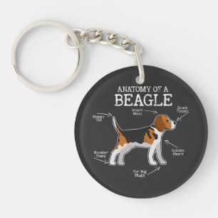 Amateurs beagles/ Anatomie D'Un Beagle