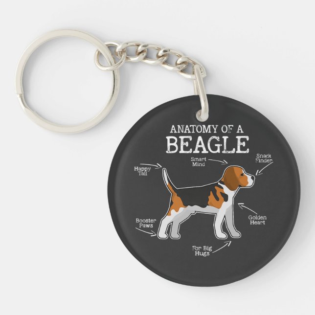 Amateurs beagles/ Anatomie D'Un Beagle (Devant)