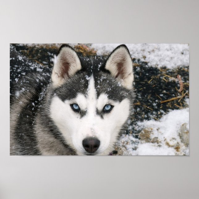 Amazing Husky Poster (Vorne)