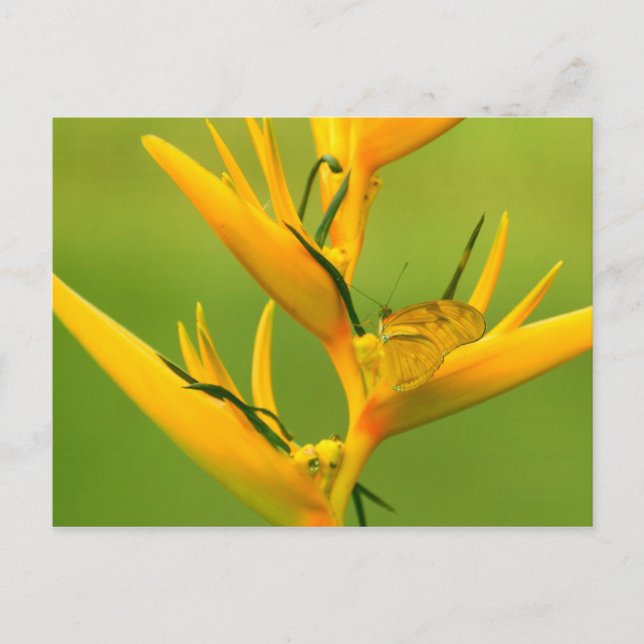 Amazon Humane Society: Amazon Nature Series Postkarte (Vorderseite)