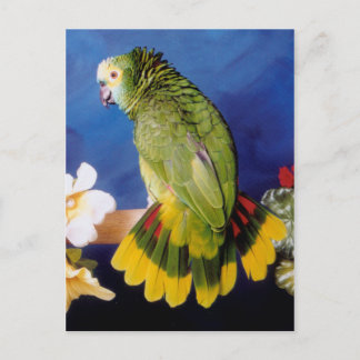 Amazon Parrot Postcard Postkarte