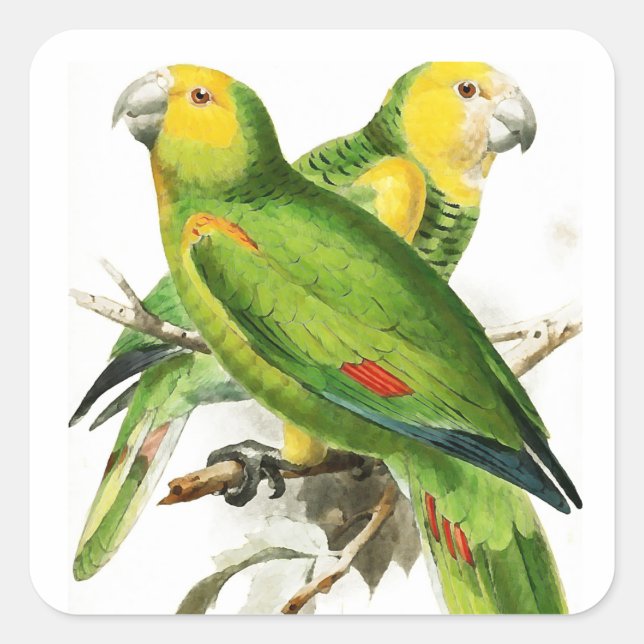 Amazona Papageien - Vintage Vögel Quadratischer Aufkleber (Vorderseite)