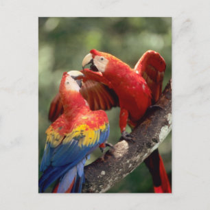 Amazonas, Brasilien. Paare Scharlachrot der Postkarte