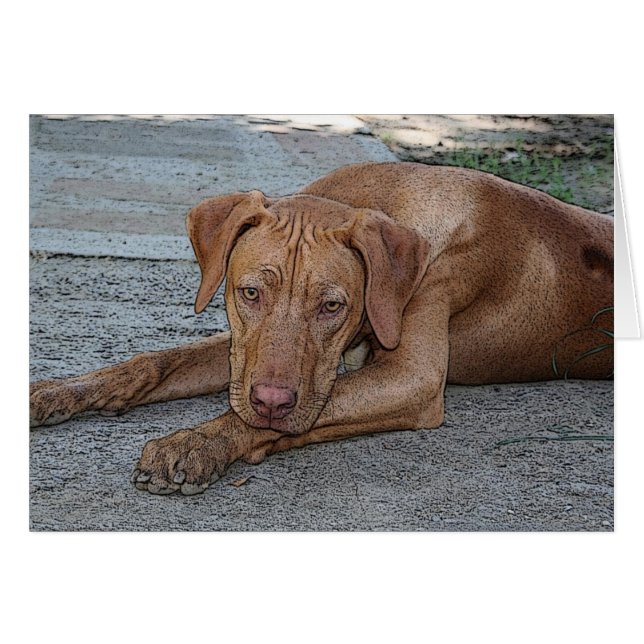 Amber-Eyed Boy (Devant horizontal)