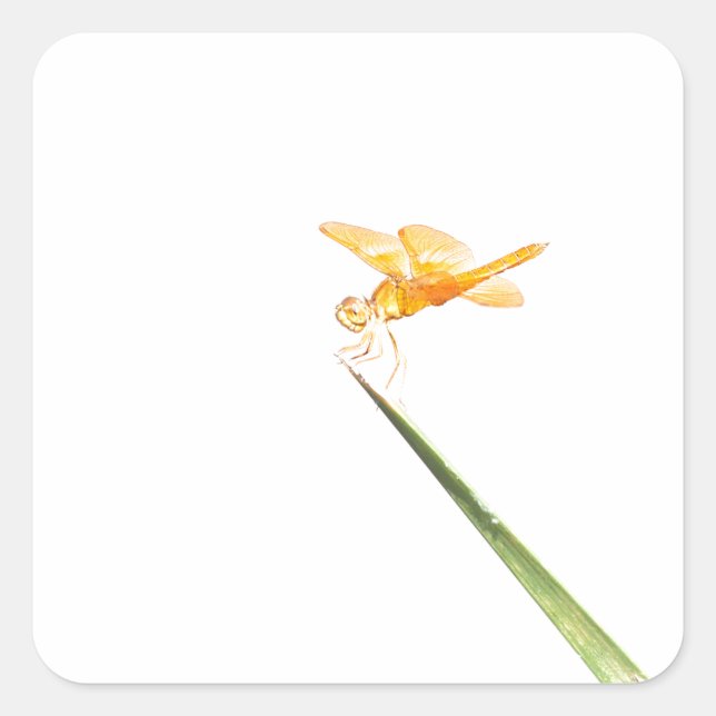Amber-Flügel Quadratischer Aufkleber (Vorderseite)