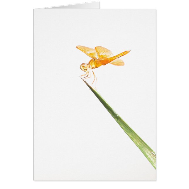 Amber-Libelle (Vorne)