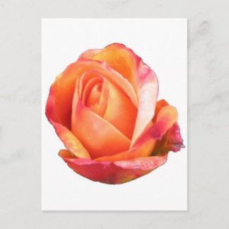 Amber Sunblaze Miniature Rose Postkarte