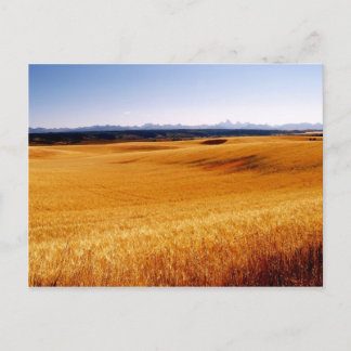 Amber Waves Postkarte