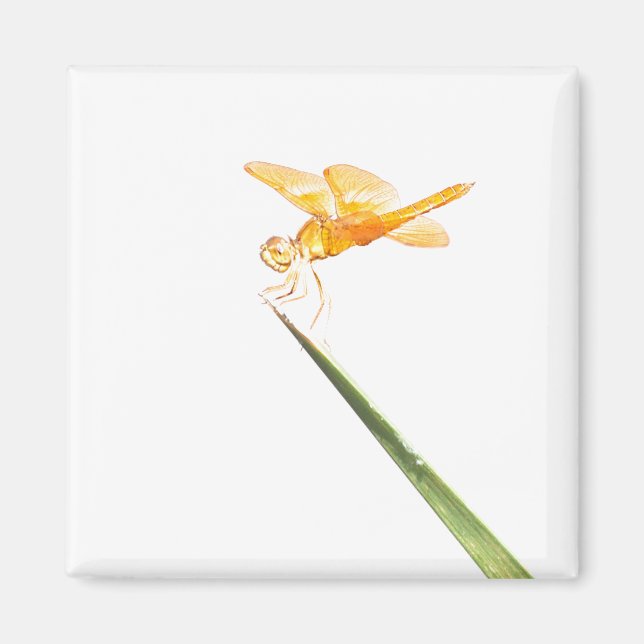 Amberwing Magnet (Vorne)