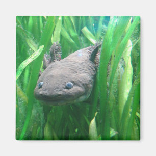 Ambystoma andersoni magnet