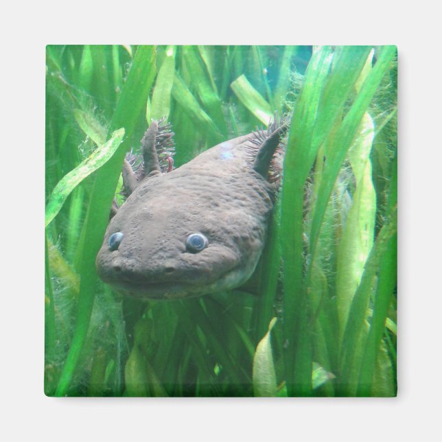 Ambystoma andersoni magnet (Vorne)