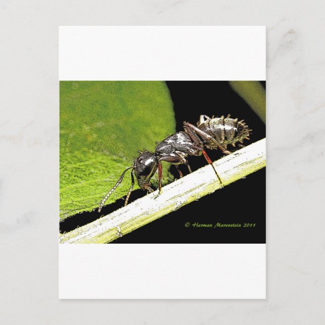 Ameise Postkarte (Vorderseite)