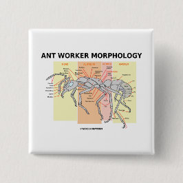 Ameisen-Arbeitskraft-Morphologie Button