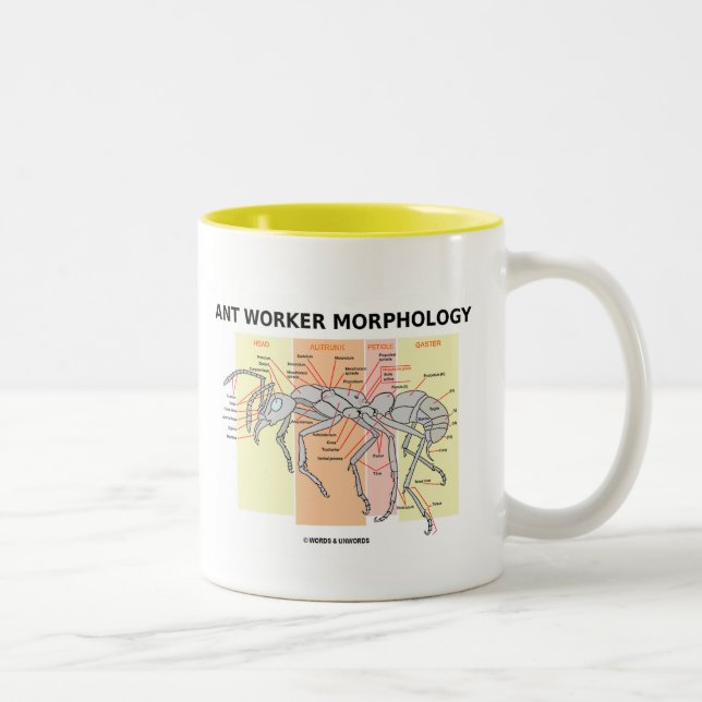 Ameisen-Arbeitskraft-Morphologie Zweifarbige Tasse (Rechts)