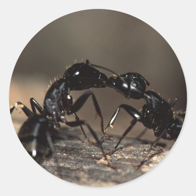 Ameisen Runder Aufkleber (Vorderseite)
