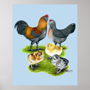 Ameraucana Huhn-Familie Poster