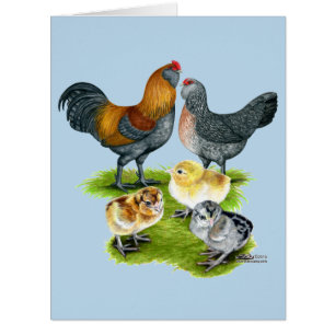 Ameraucana-Hühnerfamilie