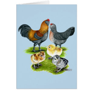 Ameraucana-Hühnerfamilie