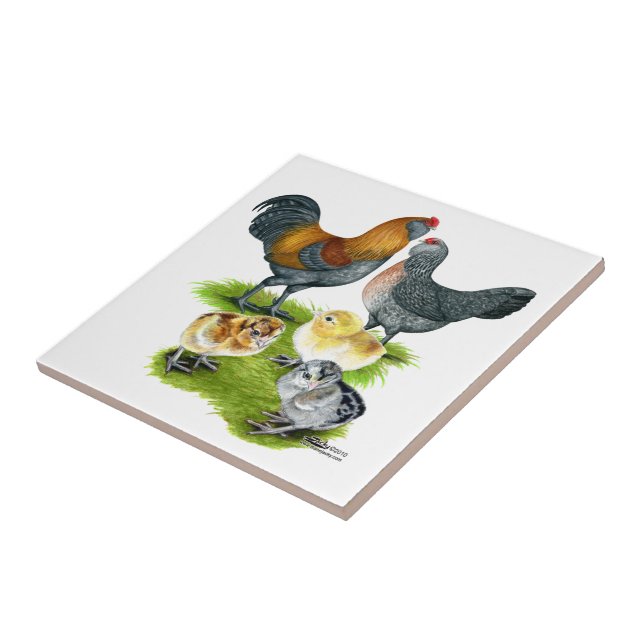 Ameraucana-Hühnerfamilie Fliese (Seite)