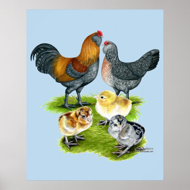Ameraucana-Hühnerfamilie Poster (Vorne)