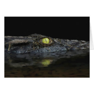 American Alligator