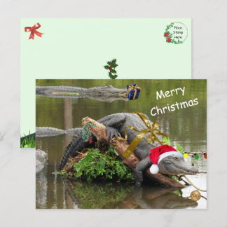 American Alligator Christmas Postcard Postkarte