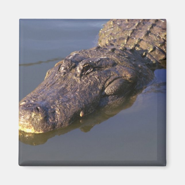 American Alligator Magnet (Vorne)
