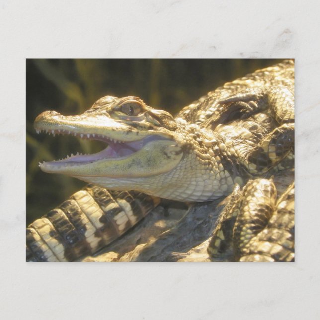 American Alligator Mouth Open Postkarte (Vorderseite)