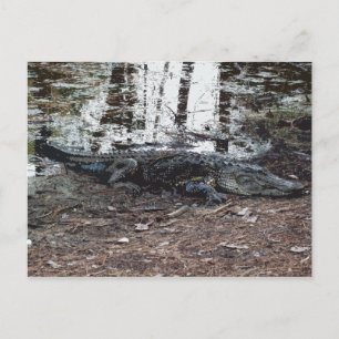 American Alligator Postcard Postkarte