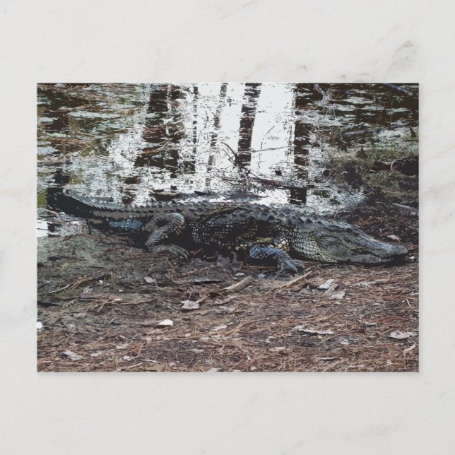American Alligator Postcard Postkarte (Vorderseite)