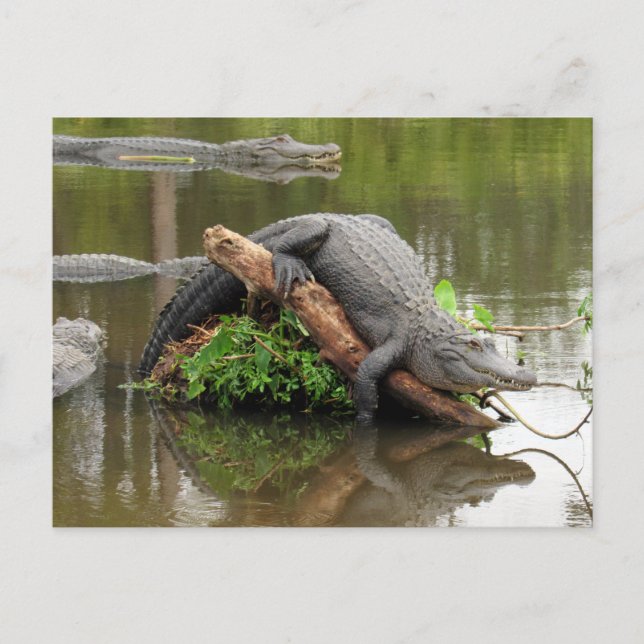 American Alligator Postcard Postkarte (Vorderseite)