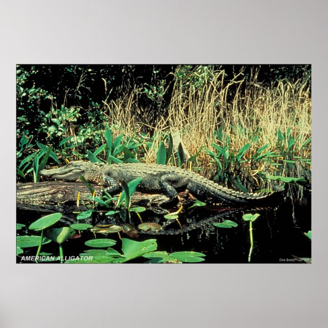 American Alligator Poster (Vorne)