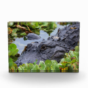 American Alligator unter den Pflanze - Lebhaft Fotoblock